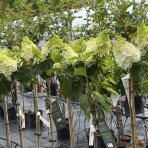 Hortenzia metlinatá (Hydrangea paniculata) ‘MAGICAL MONT BLANC’ - výška 90-100 cm, kont. C10L - NA KMIENKU